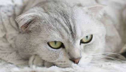 爱游戏APP-“跑出亲子情，牛仔3K亲子跑燃情香港”