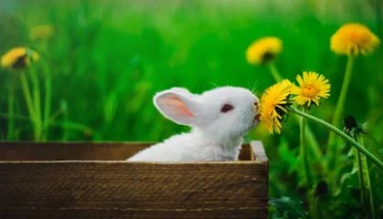 爱游戏APP-“跑出亲子情，牛仔3K亲子跑燃情香港”