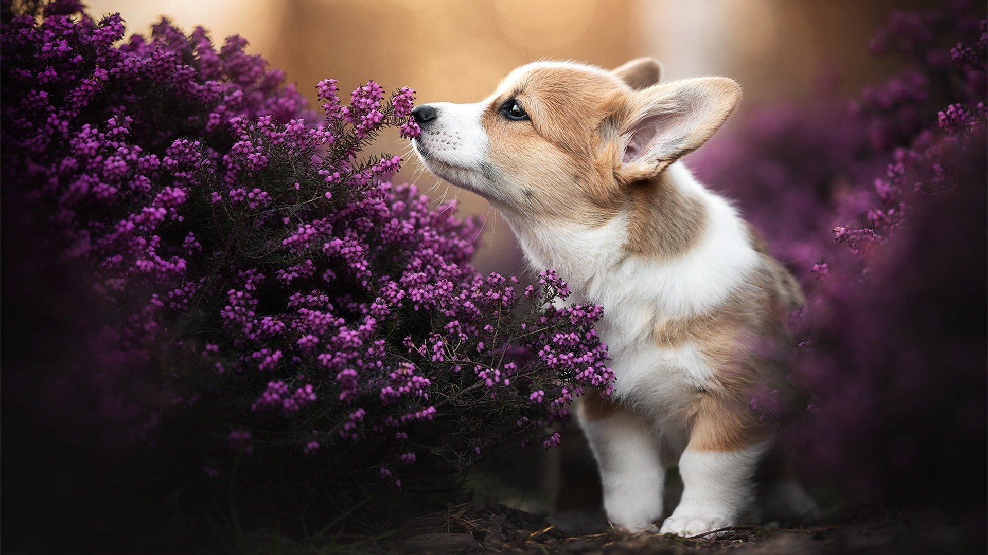 未来预兆:哪些年轻球员值得期待?,现役年轻球员