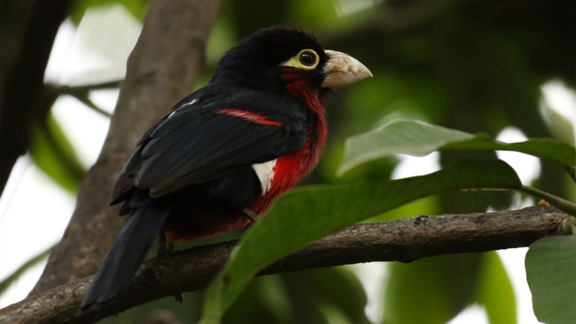 电竞直播平台推出新AI解说，提升观赛体验，电竞直播介绍