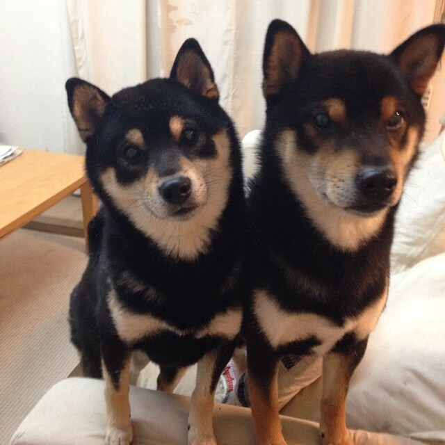 爱游戏直播-篮球训练视频教学平台普及率稳步提升，篮球训练视频教学中文