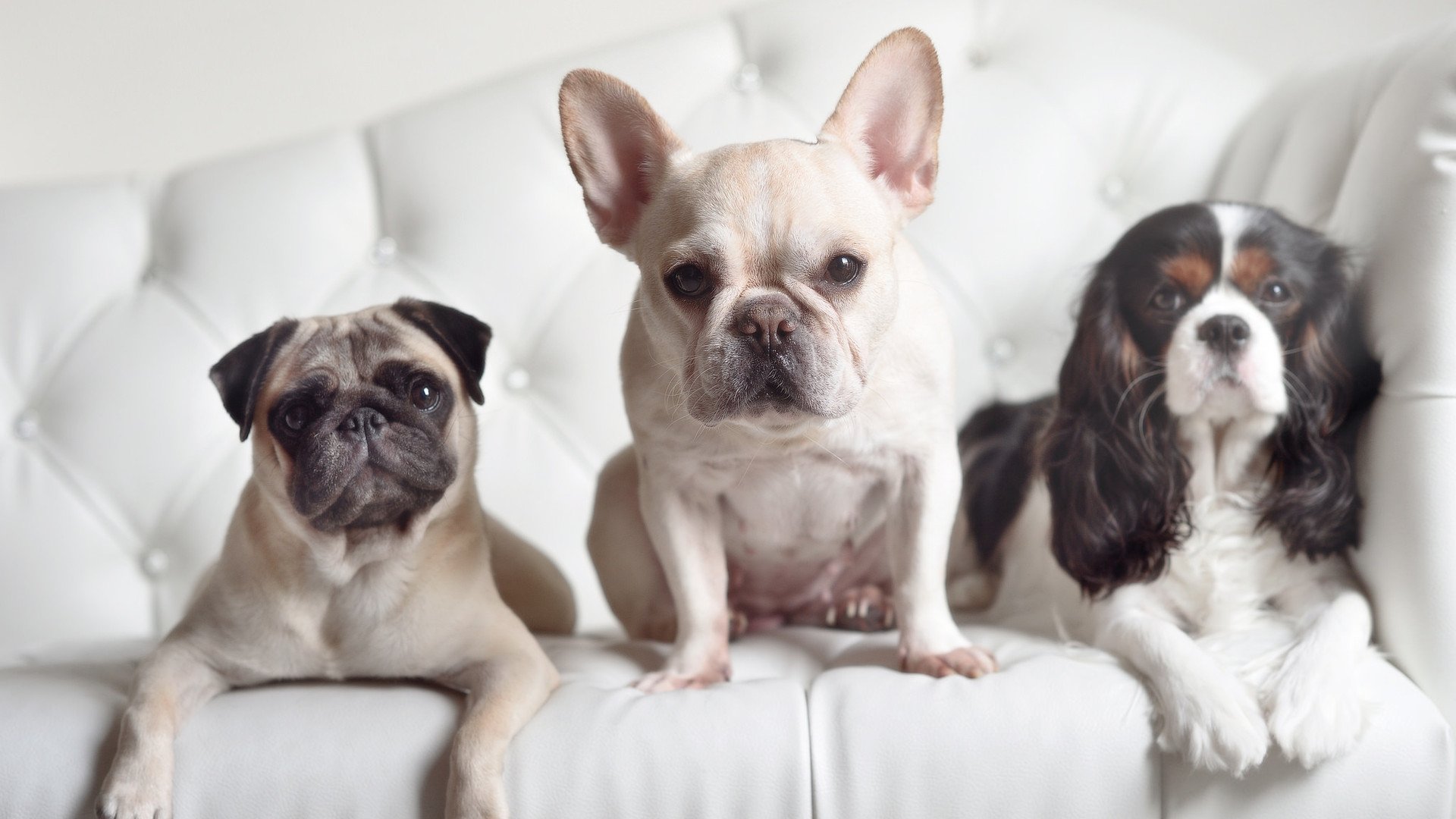 爱游戏多端接入-KPL新版本适应分析，kpl更新时间