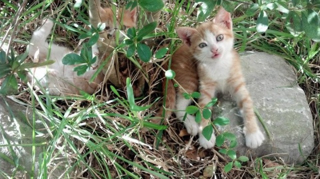 爱游戏游戏平台-切尔西女足客场逆转曼联女足，切尔西女足欧冠