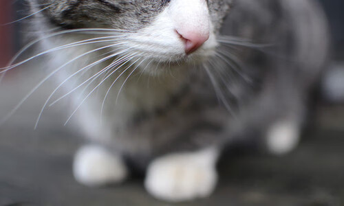 堂堂正正_ 拜仁慕尼黑再下一城，拜仁慕尼黑拜年