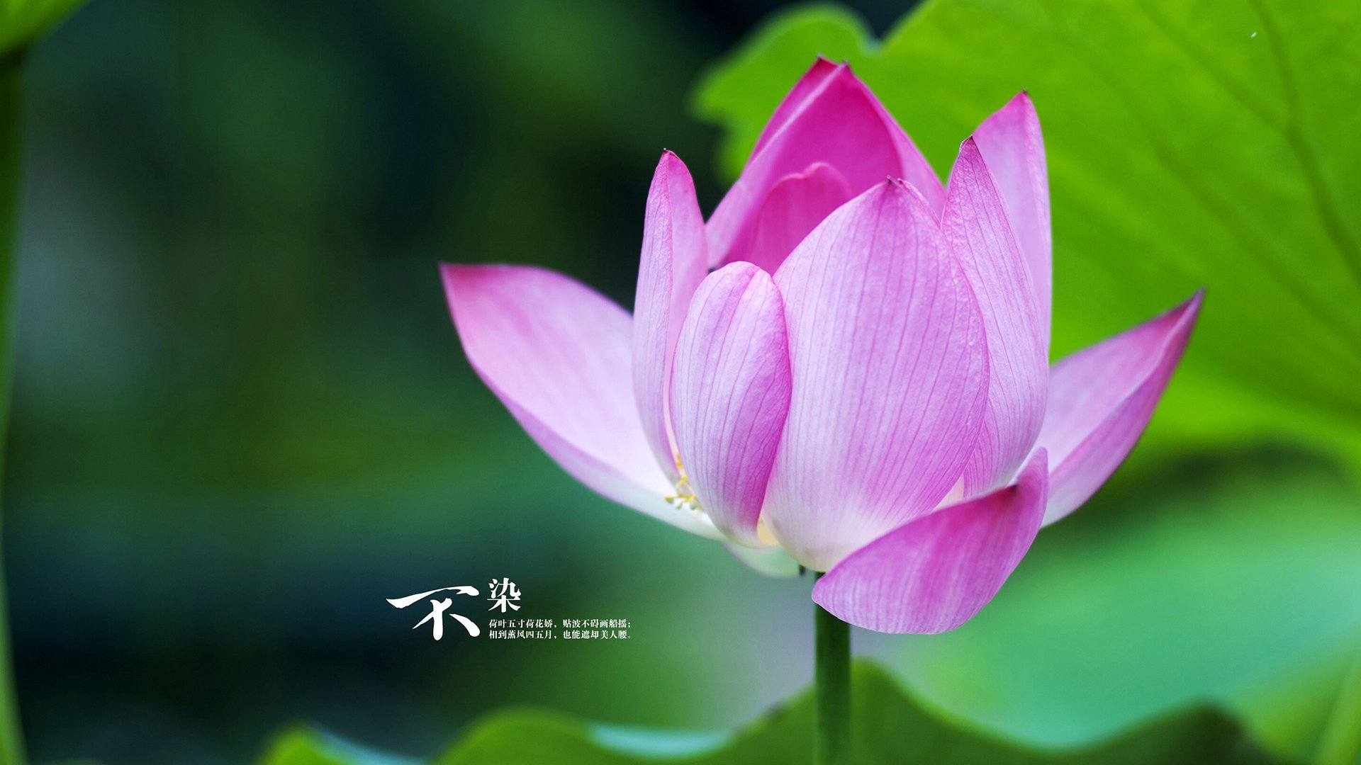 弗赖堡主场1-0战胜斯图加特，保级关键三分，弗赖堡对菲尔特