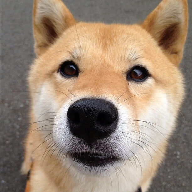 日本足球展现东方魅力！，日本足球队视频