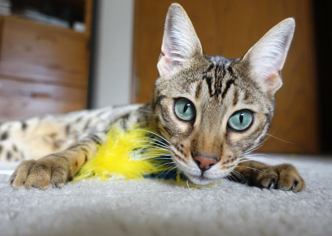 爱游戏-传奇再临：退役巨星担任教练的新篇章，传奇再现最新章节