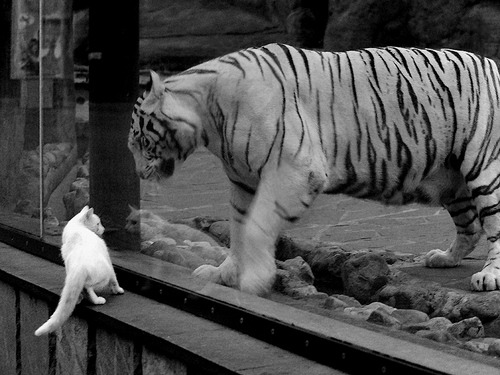 切尔西中后场紧逼有效限制对手发挥,切尔西中场球员